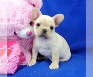 French Bulldog Puppy for sale in MARIONVILLE, MO, USA