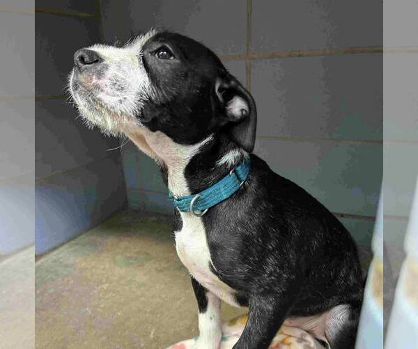 Medium Photo #6 Mutt Puppy For Sale in New Oxford , PA, USA