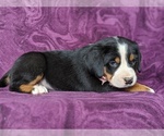 Small Photo #4 Greater Swiss Mountain Dog Puppy For Sale in CHRISTIANA, PA, USA
