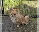 Small Photo #1 Chorkie-Yorkshire Terrier Mix Puppy For Sale in HOMERVILLE, GA, USA