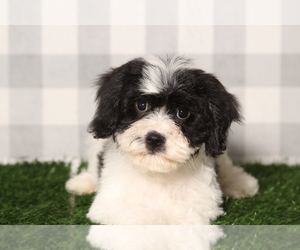 Cavachon Puppy for sale in MARIETTA, GA, USA