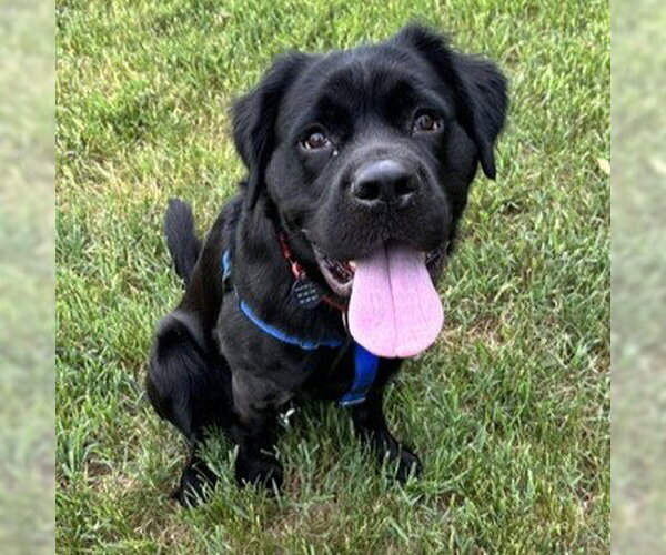 Medium Photo #3 Colonial Cocker Spaniel-Unknown Mix Puppy For Sale in Fargo, ND, USA