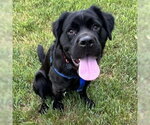 Small #2 Colonial Cocker Spaniel Mix