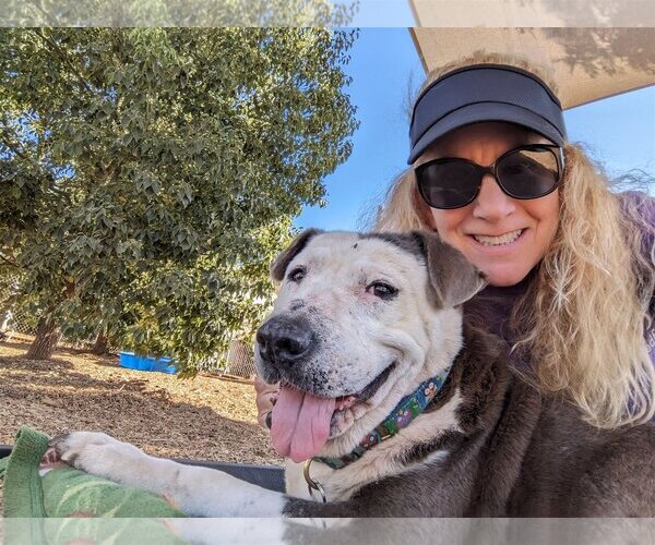 Medium Photo #2 American Pit Bull Terrier-Unknown Mix Puppy For Sale in  Ramona, CA, USA