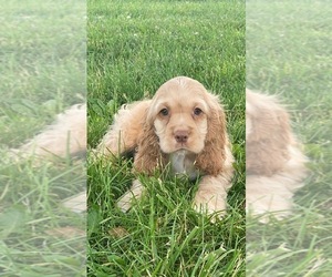 Cocker Spaniel Puppy for sale in CANOGA, NY, USA