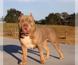 Father of the American Bully puppies born on 12/16/2022