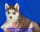 Small Photo #24 Siberian Husky Puppy For Sale in MANILLA, IA, USA