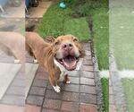Small Staffordshire Bull Terrier