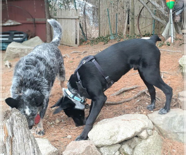 Medium Photo #10 Mutt Puppy For Sale in Garden City, NY, USA