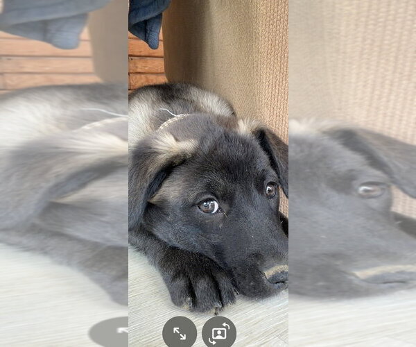 Medium Photo #2 Labsky Puppy For Sale in Springdale, PA, USA