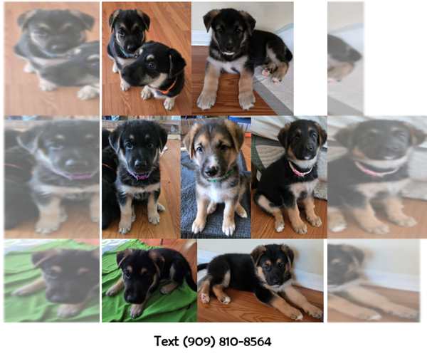 Medium Photo #1 German Shepherd Dog Puppy For Sale in JACKSONVILLE, NC, USA