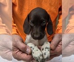 Puppy Molly German Shorthaired Pointer