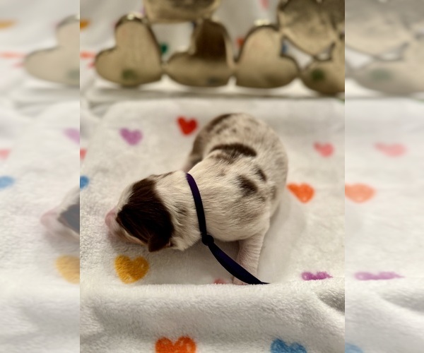 Medium Photo #6 Border Collie Puppy For Sale in MARYVILLE, TN, USA