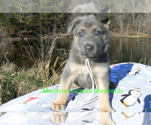 German Shepherd Dog Puppy for Sale in PIEDMONT, Missouri USA