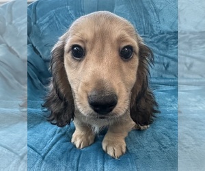 Dachshund Puppy for sale in MEMPHIS, TN, USA