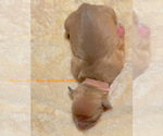Small #17 American Bully