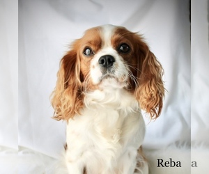Mother of the Cavalier King Charles Spaniel puppies born on 07/28/2026