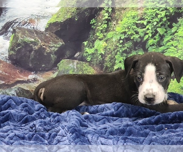 Medium Photo #2 Catahoula Leopard Dog Puppy For Sale in CUMBY, TX, USA