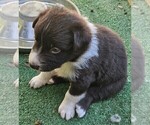 Small Photo #6 Australian Shepherd Puppy For Sale in NELSON, VA, USA