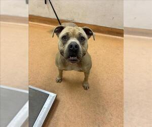 American Pit Bull Terrier Dogs for adoption in Martinez, CA, USA