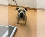 Small American Pit Bull Terrier