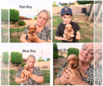 Golden Retrieve - Female Golden Retriever Puppy for Sale - Small photo