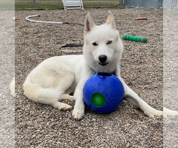Medium Photo #22 Huskies -Unknown Mix Puppy For Sale in Fargo, ND, USA