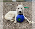 Small #21 Huskies  Mix