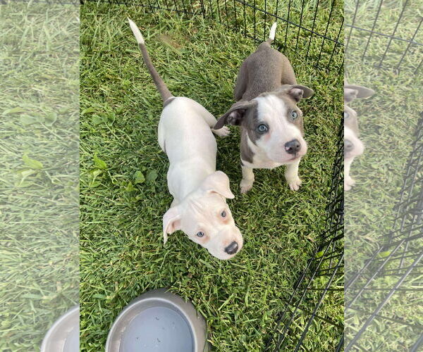 Medium Photo #13 American Pit Bull Terrier-Unknown Mix Puppy For Sale in Derwood, MD, USA