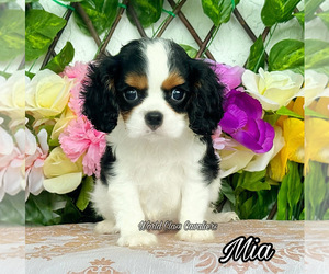 Shih Tzu Puppy for sale in MIAMI, FL, USA