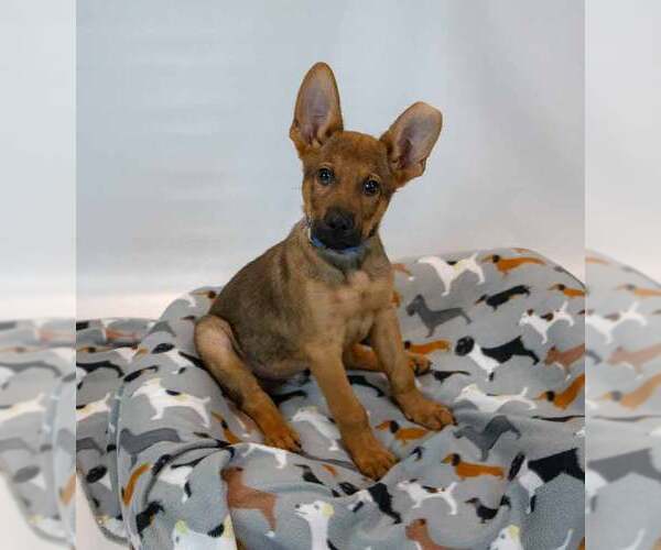 Medium Photo #4 German Shepherd Dog-Unknown Mix Puppy For Sale in Kennesaw, GA, USA