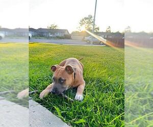 Medium American Pit Bull Terrier