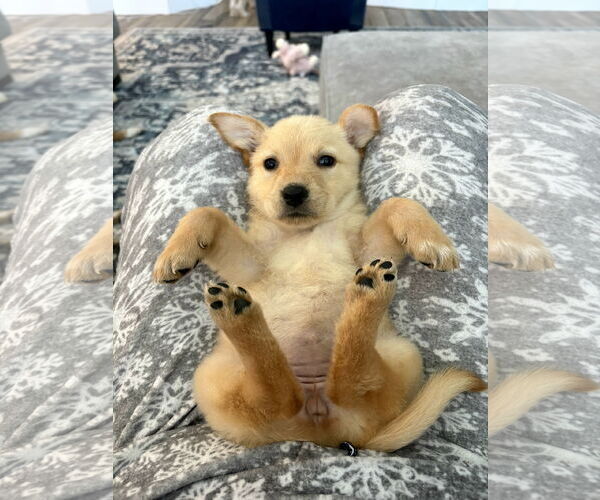 Medium Photo #2 Australian Shepherd-Unknown Mix Puppy For Sale in Missouri City, TX, USA