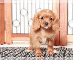 Small #2 Cavapoo