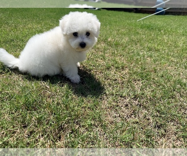 Medium Photo #6 Bichon Frise Puppy For Sale in PELZER, SC, USA