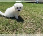 Small #5 Bichon Frise