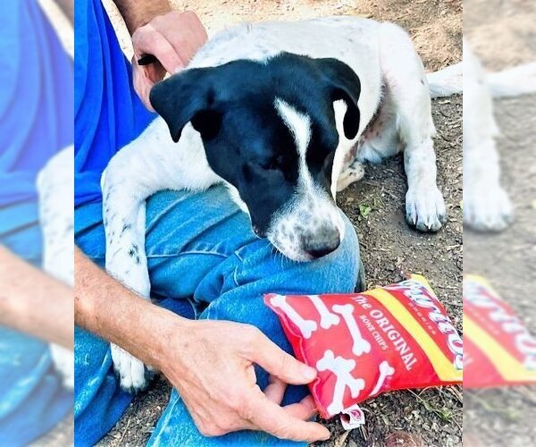 Medium Photo #6 Dalmatian-Unknown Mix Puppy For Sale in Godley, TX, USA