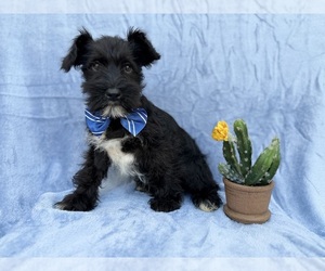 Schnauzer (Miniature) Puppy for sale in LAKELAND, FL, USA
