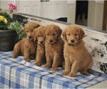 Small Photo #3 Goldendoodle Puppy For Sale in PARKESBURG, PA, USA