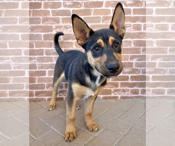 Medium Photo #6 Gerberian Shepsky Puppy For Sale in Corona, CA, USA