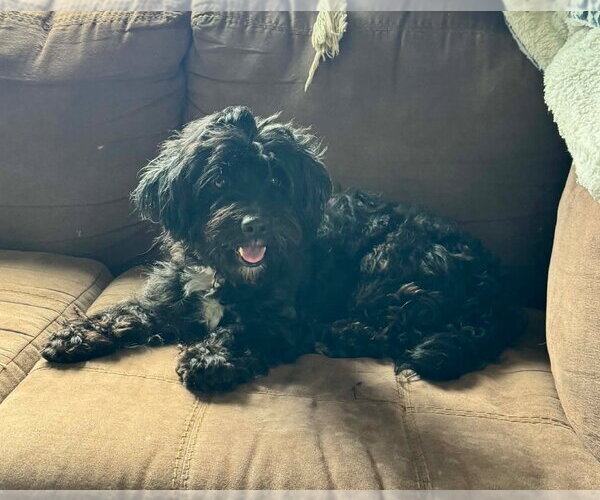Medium Photo #8 Mutt Puppy For Sale in Portland, IN, USA