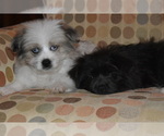 Small Photo #28 Pom-Shi Puppy For Sale in DINWIDDIE, VA, USA