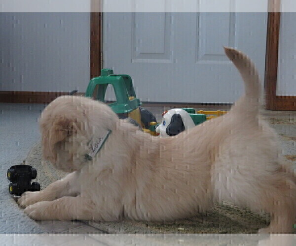 Medium Photo #11 Golden Retriever Puppy For Sale in MECHANICSVILLE, MD, USA