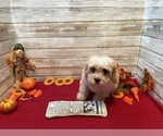 Small Photo #3 Cavachon Puppy For Sale in FULTON, KS, USA