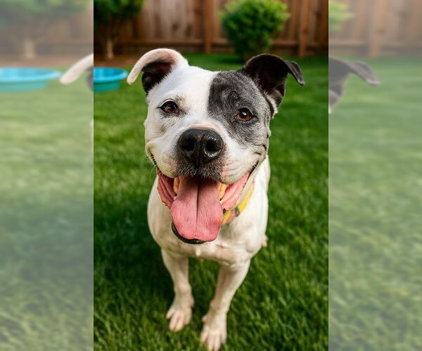 Medium Photo #3 Bullboxer Pit Puppy For Sale in Sacramento, CA, USA