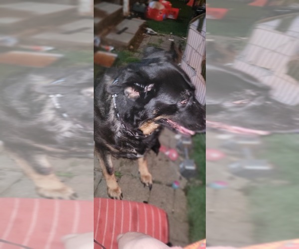 Medium Photo #8 German Shepherd Dog Puppy For Sale in AKRON, OH, USA