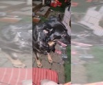 Small #7 German Shepherd Dog