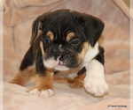 Small #3 Bulldog