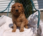 Small #14 Golden Retriever