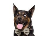 Small #1 German Shepherd Dog